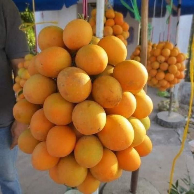 Cây Thanh Trà cây chiết sẵn hoa