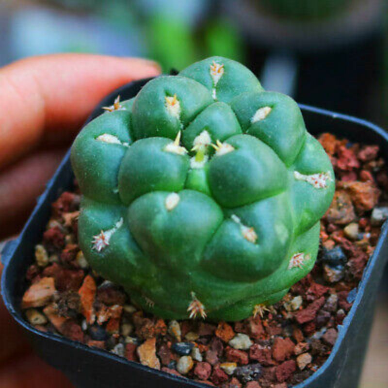 Sale 50%-Xương Rồng Nha Tượng,Cory rất đẹp. 4-4.5cm