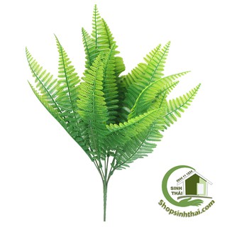 Bụi cây dương xỉ nhỏ lá bé cao 33cm