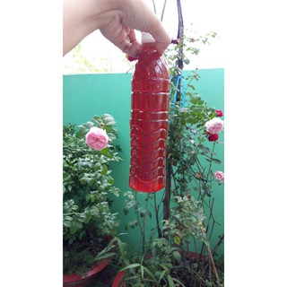 Mật ong rừng U Minh Hạ