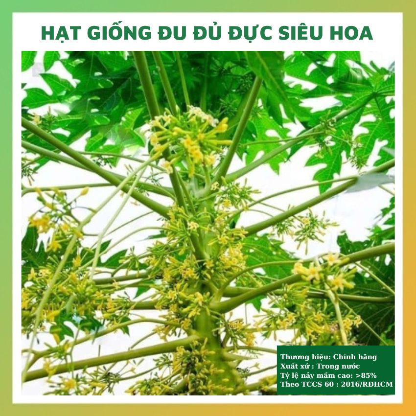 Hạt giống đu đủ đực siêu hoa F1 30 hạt- rau củ quả chịu nhiệt 4 mùa tỉ lệ nảy mầm cao