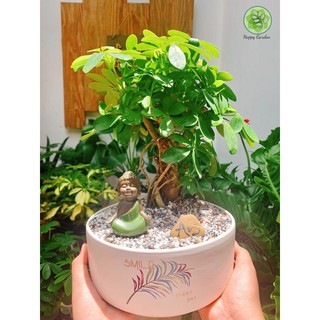 Cây Ngũ Gia Bì, Cây Phong Thủy, Cây Để Bàn
