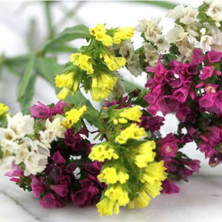50H - HẠT GIỐNG HOA SALEM MIX