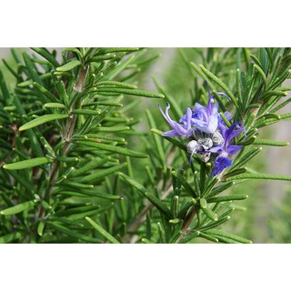 Tinh dầu HƯƠNG THẢO CINEOLE- Rosemary Cineole essential oil