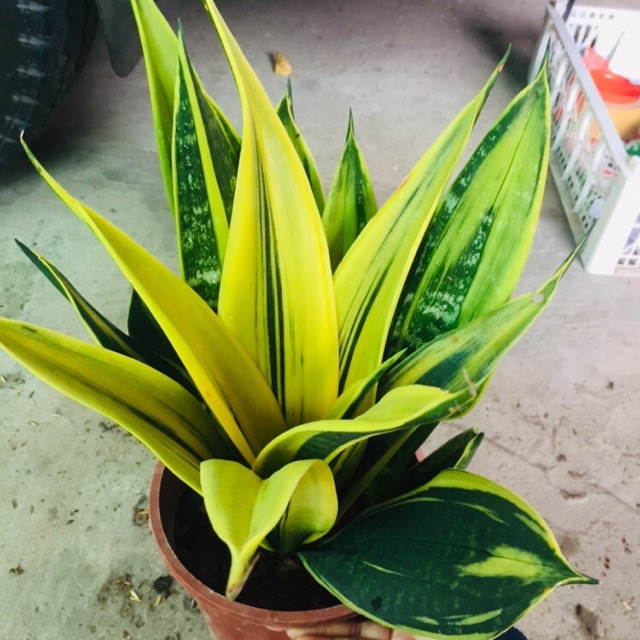 LƯỠI HỔ HOÀNG KIM