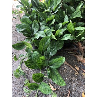 Trầu bà Hạnh Phúc