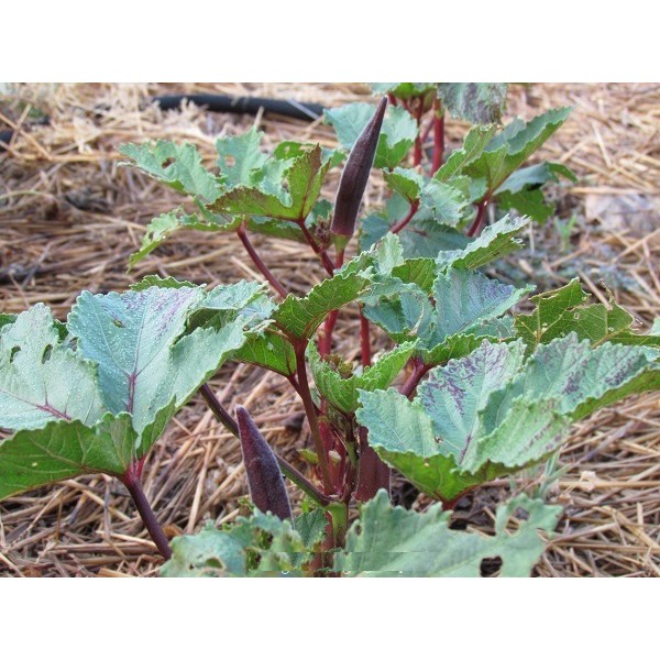 HẠT ĐẬU BẮP CÀ BẮP ĐỎ CAO SẢN - GÓI 10 HẠT