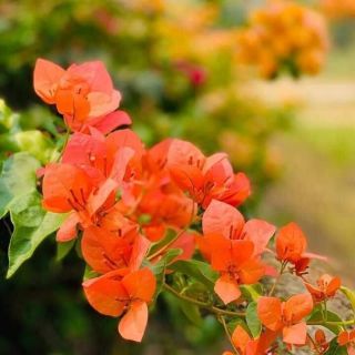Giấy thái các màu đỏ, hồng, cam hồng, vàng, phớt hồng,