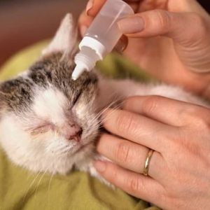 Nhỏ mắt chó mèo Bio genta drop - chữa đau mắt đục giác mạc viêm đỏ ngứa vệ sinh mắt chó + mèo