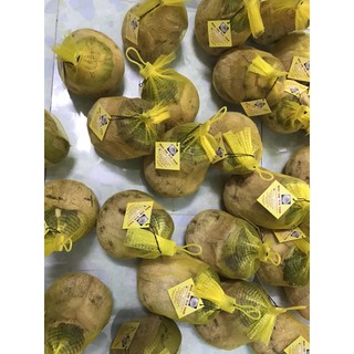 Dừa sáp Trà Vinh loại 1 (trái 1,4kg-1,6kg)