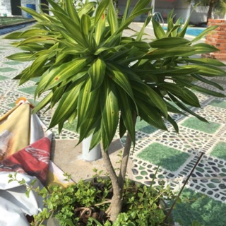 Trúc bách hợp- ship thứ 2