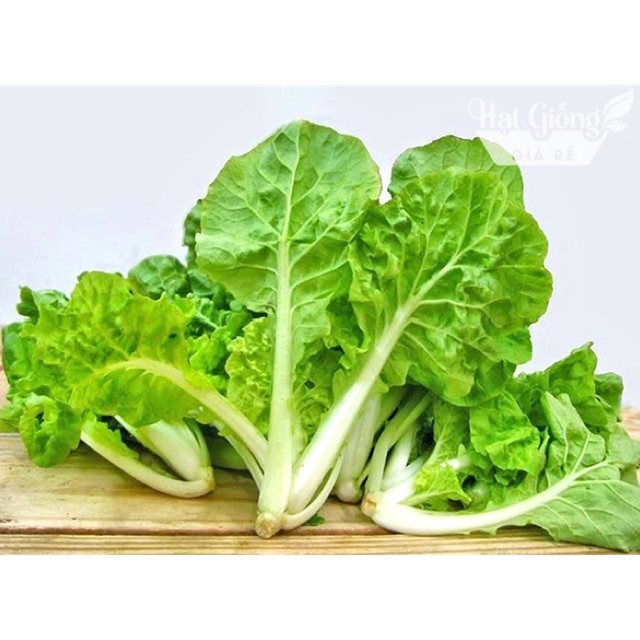Hạt Giống Cải Bẹ Dún Cao Cấp