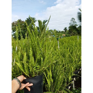 Cây Dương Sĩ