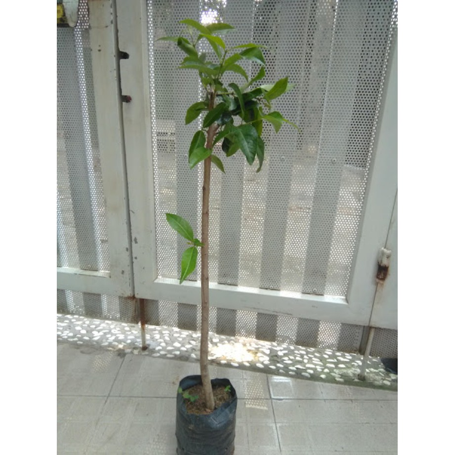 Cây vối - Cao khoảng 80cm