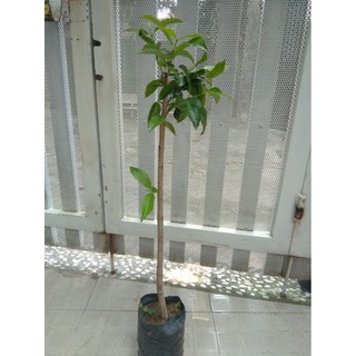 Cây vối - chiều cao khoảng 80cm (freeship)