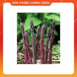 HẠT GIỐNG MĂNG TÂY TÍM GÓI 10 HẠT