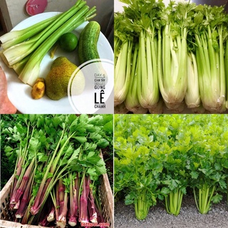 Hạt giống cần tây tím xanh, cần tây ép nước