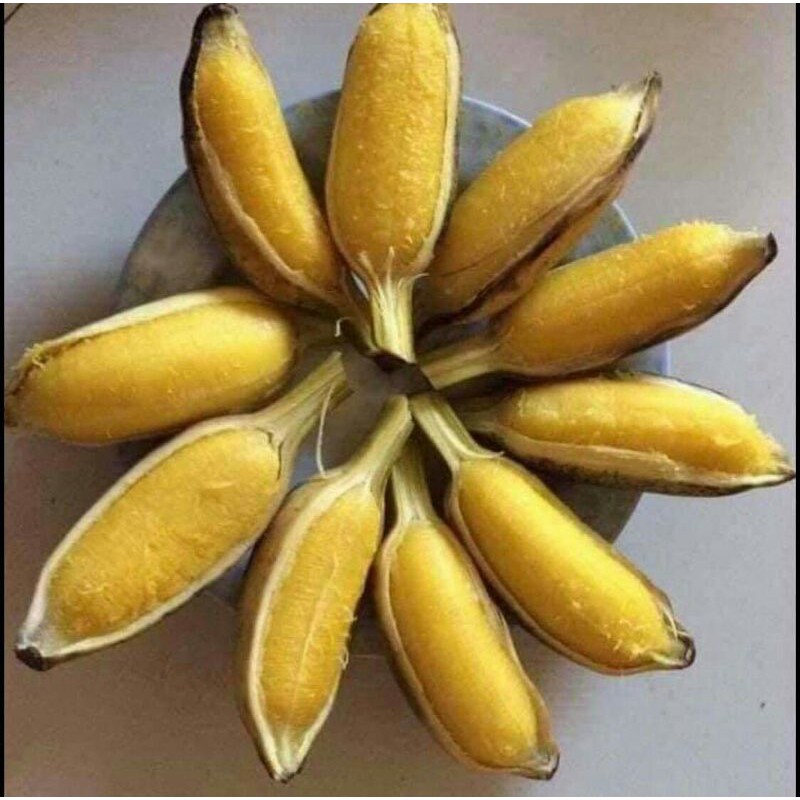 Chuối sáp nghệ Bến Tre - Combo 3kg