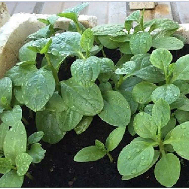 Hạt giống rau mồng tơi xanh gói 20gram/gói