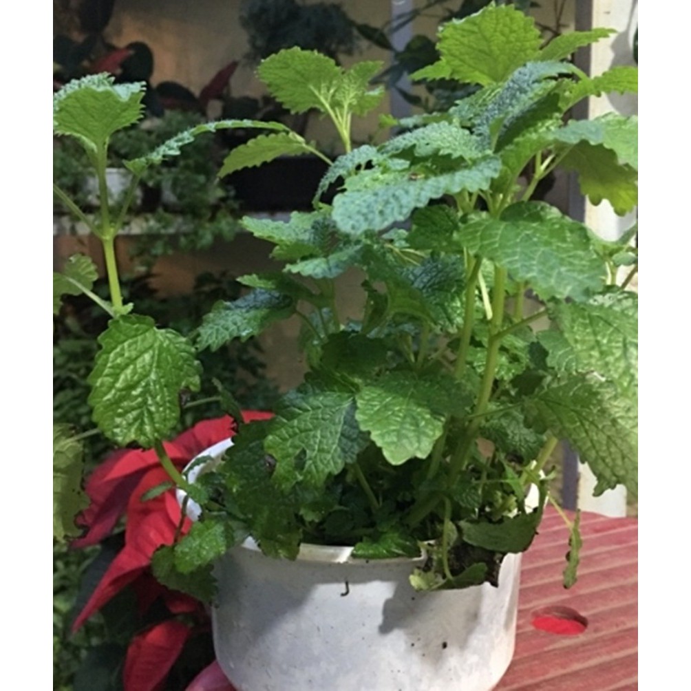 Hạt giống bạc hà peppermint