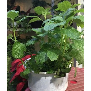 Hạt giống bạc hà peppermint