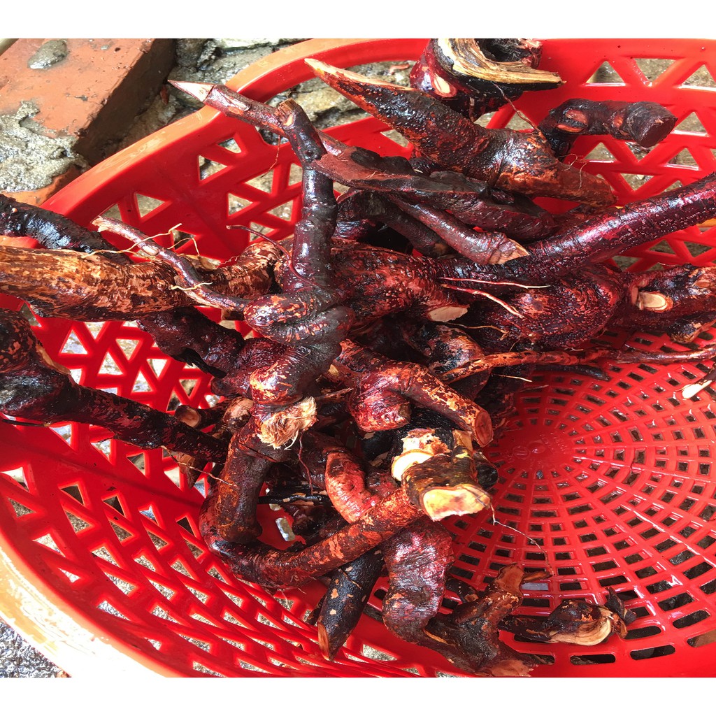 Rễ Mú Từn Tươi Sơn La -1Kg