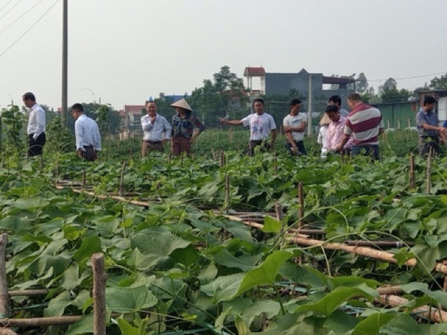 Phân bón lá hữu cơ cao cấp Big-Bio cho cây lúa rau màu cây cảnh chai 250ml dung dịch thuỷ canh