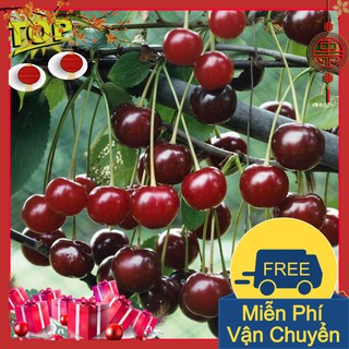 Combo 2 Gói Hạt Giống Cây Anh Đào ( Cherry )