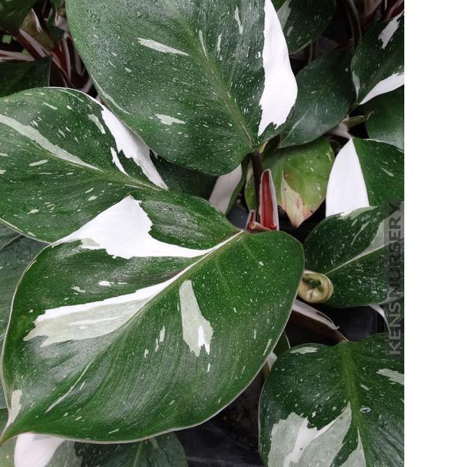 Áo Thun Trắng In Hình Hiệp Sĩ Philodendron Thời Trang