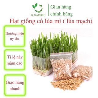 Hạt giống Cỏ Lúa Mì ( Lúa Mạch ) Loại Ngon - Chất Lượng Tốt - Thu Hoạch Nhanh