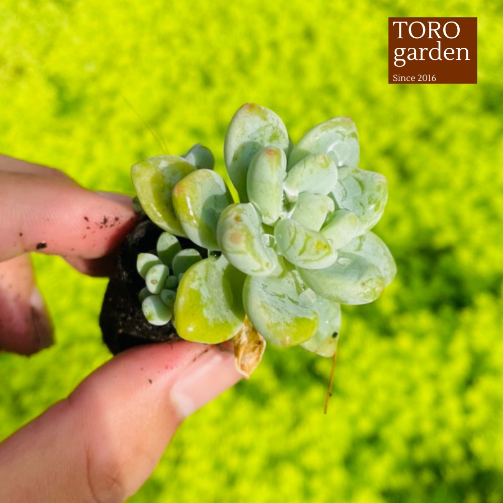Sen đá sỏi thiên thanh Đà Lạt size mini cây cảnh trang trí nhà cửa Toro garden