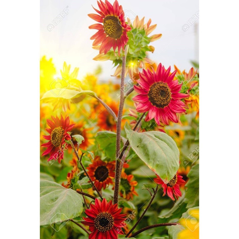 Hạt giống hoa hướng dương đỏ cao sản F1