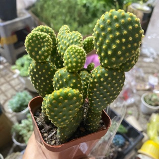 XƯƠNG RỒNG TAI THỎ BỤI LỚN