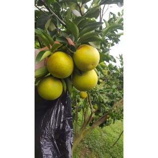 CÂY GIỐNG CAM XOÀN