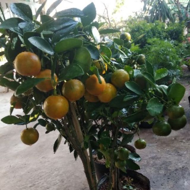 Cây Hạnh ( đang trái sai )