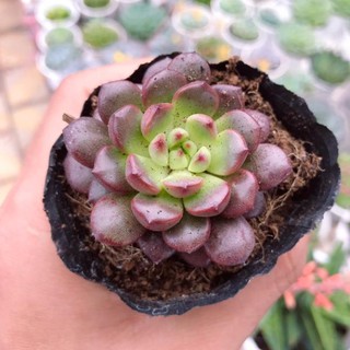 Sen Đá Ruby Đỏ Đủ Size | Xuất xứ Đà Lạt | Dễ trồng dễ chăm