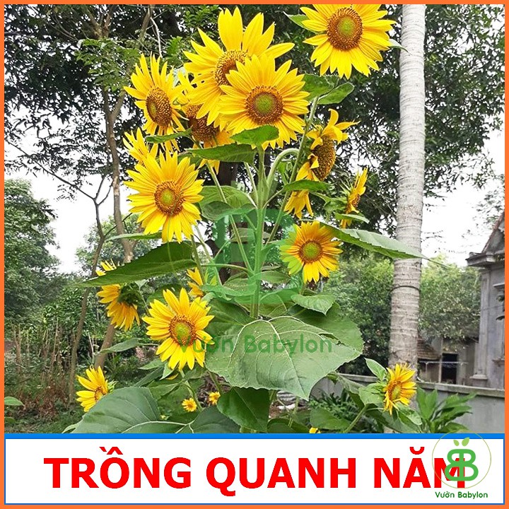 Hạt Giống Hoa Hướng Dương Tháp Siêu Nhiều Hoa 2G