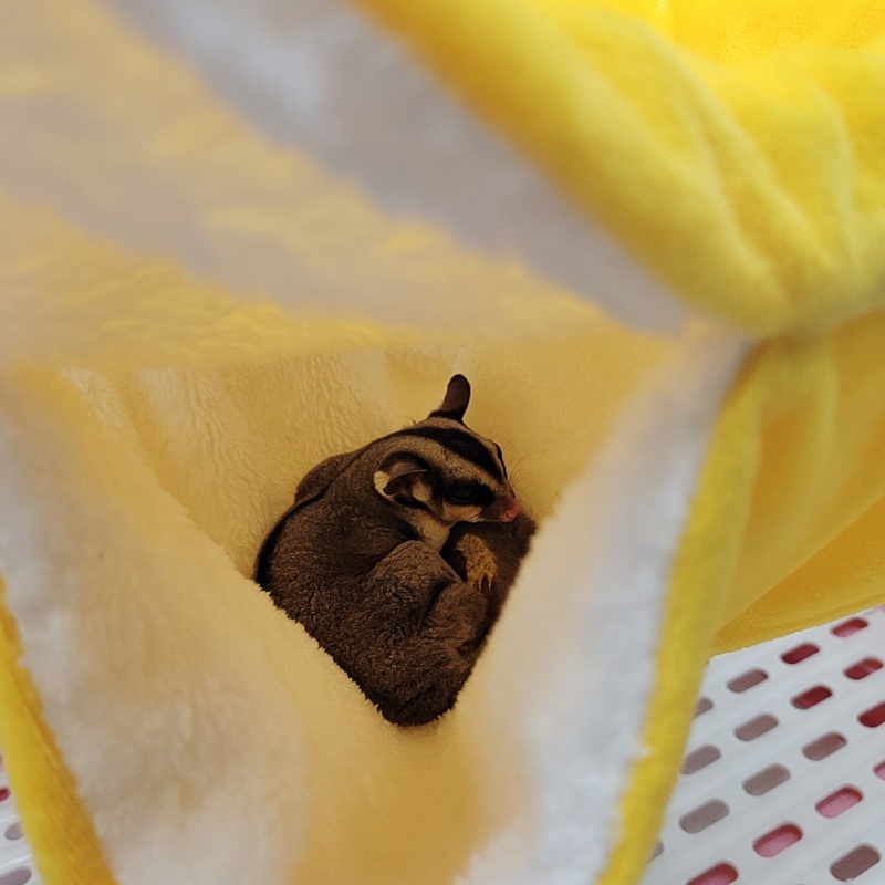 Túi Ngủ Bằng Vải Bông Giữ Ấm Cho Sóc Chuột hamster