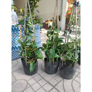 Tiêu ớt đang trái