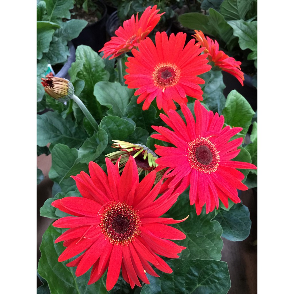 Gói Hạt Giống Hoa Cúc Đồng Tiền Nhiều Màu Gói 10 Hạt Giống Mới Chịu Nhiệt 4 Mùa