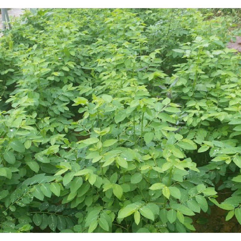 Hạt giống rau bồ ngót Việt F1 - 1 gói 1gram