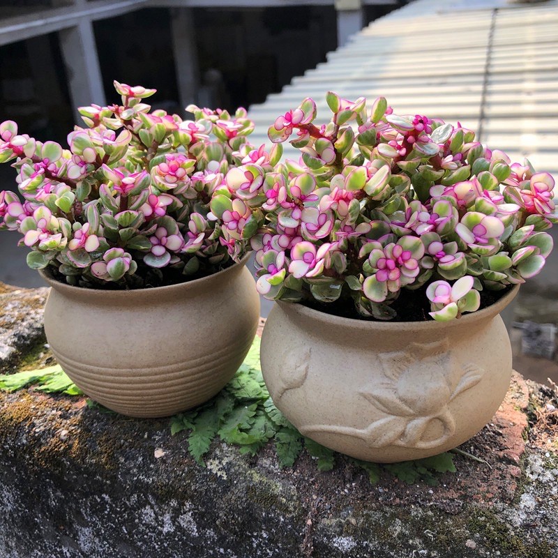 CHẬU CÂY KIỂNG SEN ĐÁ ĐÔLA ANH ĐÀO (ĐÔLA HỒNG) 🍭🍭🍭 SIÊU XINH, DỄ TRỒNG; THÍCH HỢP LÀM QUÀ TẶNG TRONG CÁC DỊP LỄ TẾT