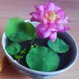 Hạt giống sen nhật mini ( 5 hạt nhiều màu )