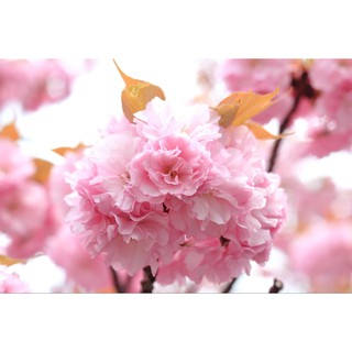 Hạt giống Hoa anh đào sakura tặng gói hạt giống ngẫu nhiên