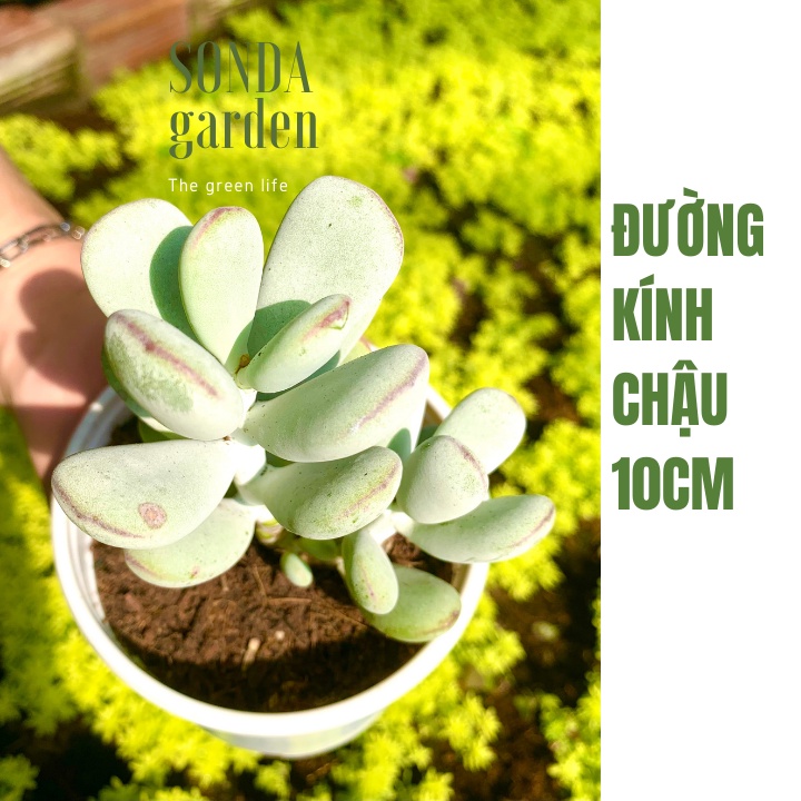 Sen đá sỏi tím SONDA GARDEN size chậu 10cm, xuất xứ Đà Lạt, khoẻ đẹp, lỗi 1 đổi 1