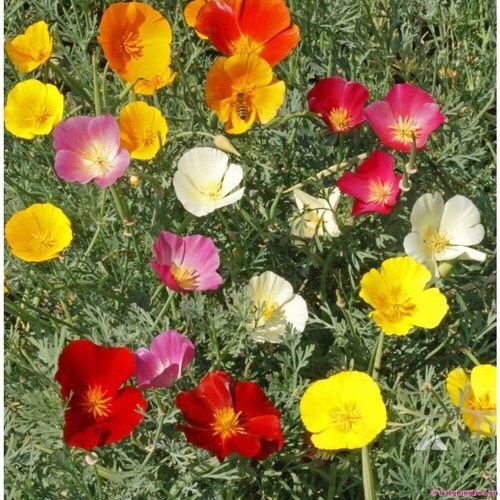 🌟Hạt Giống Hoa Poppy mix🌟 Hoa Kim Anh, Hoa Á Phiện...