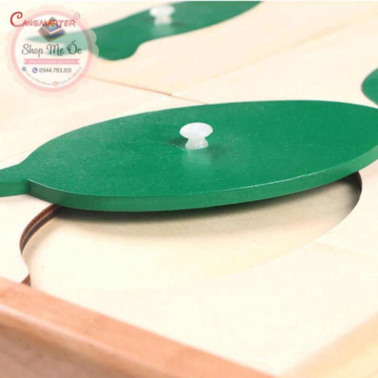 Tủ đựng các mẫu lá cây Montessori (Botany Leaf Cabinet)