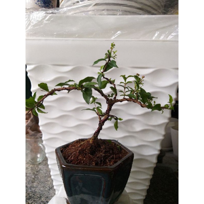 Hồng Ngọc Mai bonsai mini để bàn đang có hoa