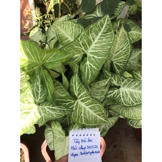 cây tróc bạc ( trầu bà trắng)