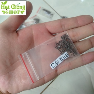 Hạt giống cải thìa ( túi 100 hạt )